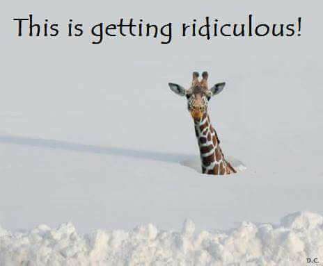 16425824 10206782108910234 6791322012033587089 n