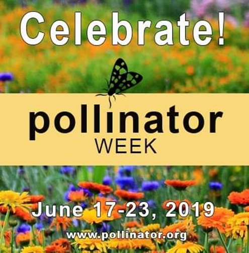 Pollinator Week 495