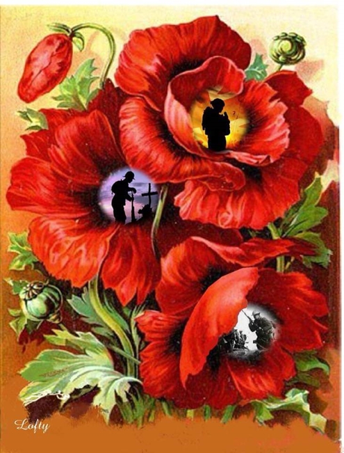 Poppies vets 495