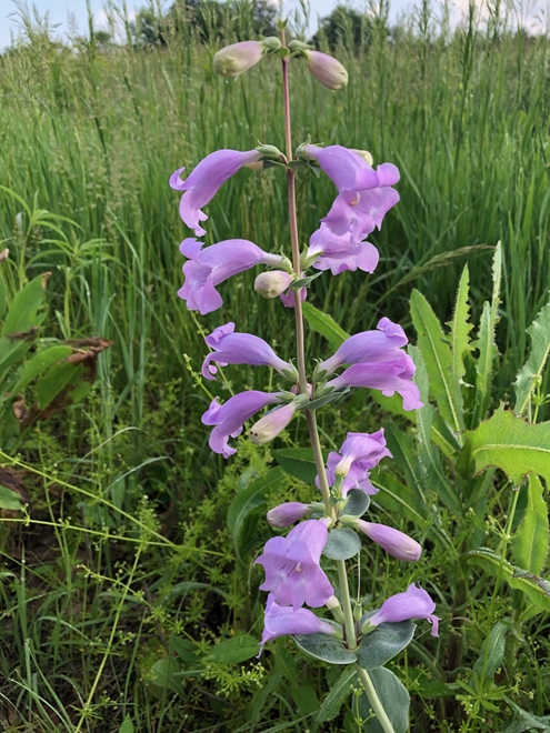 Shell Leaf Penstemun 495