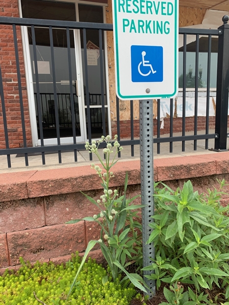 Rattlesnake master 450