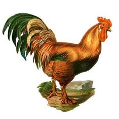 Rooster