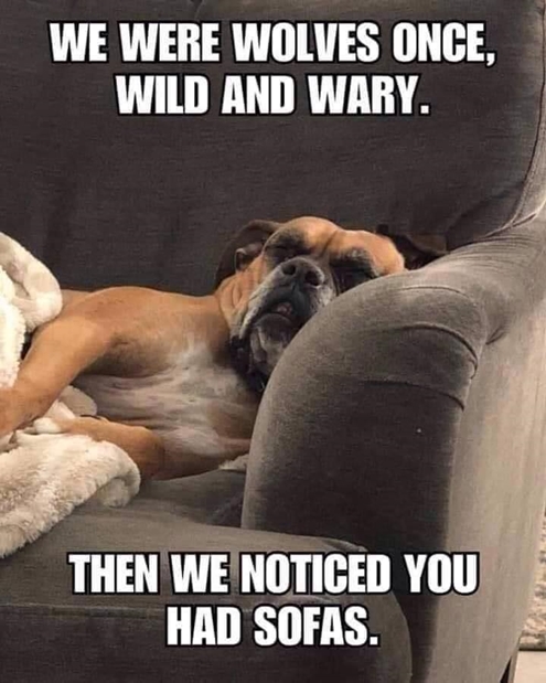 We were wolves once 495