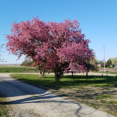 Flowering crab trees 4.19.21 400