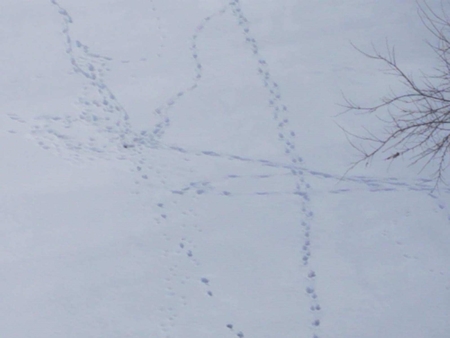 tracks on the Nemaha 2 450