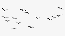 0 174 flock of birds png images transparent free download 250