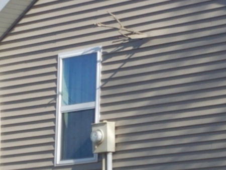 Tornado driven tree branches 450