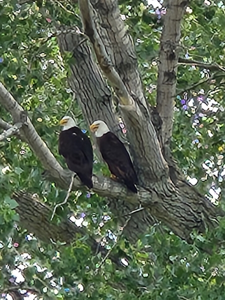 Eagle Pair 450