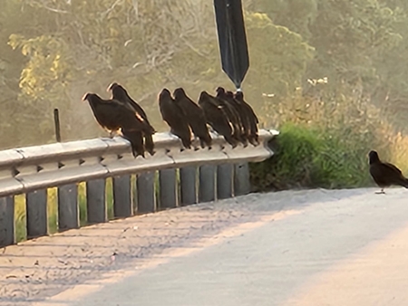 Vultures on west bridge 450