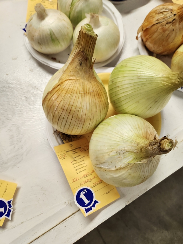 1st Ike Hayes West white onions 600