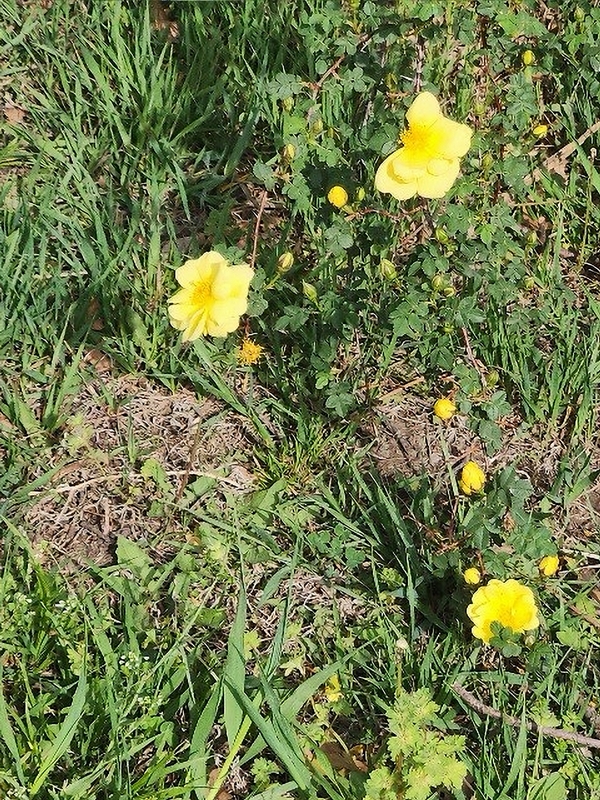 Grandma Effies yellow roses 600