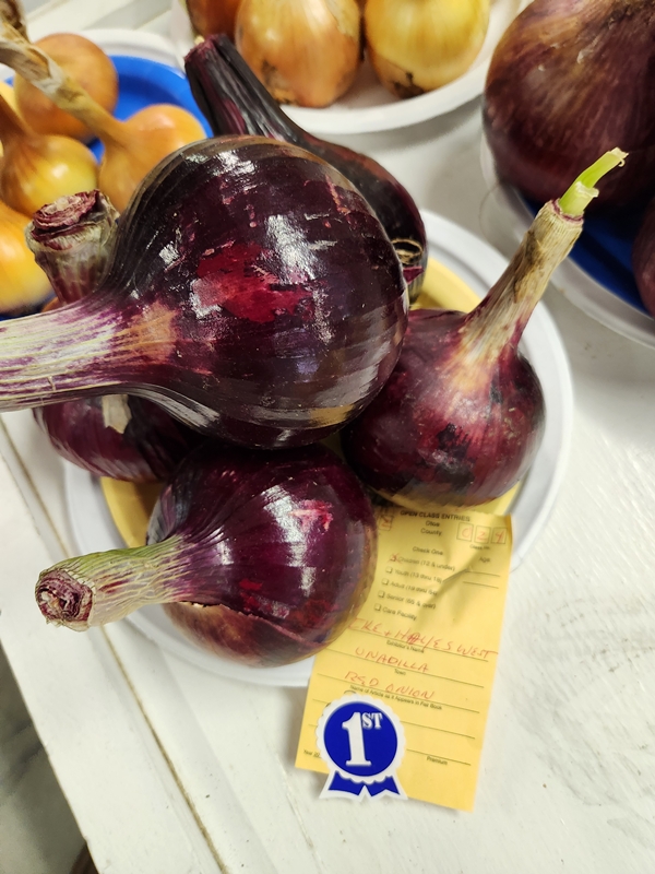 Ike Hayes purple onions 600