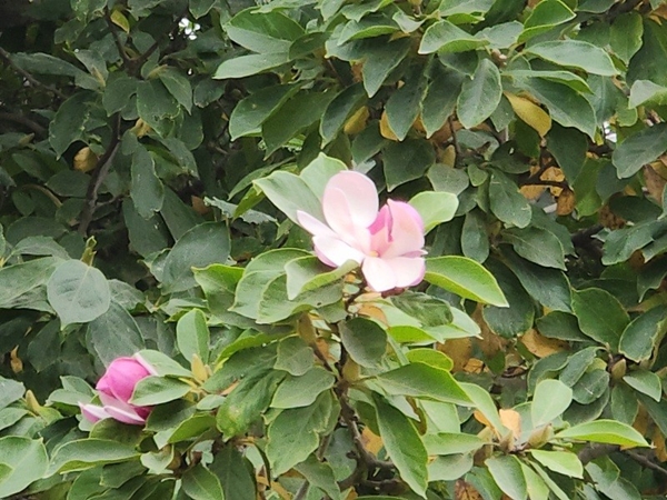 Late Blooms 600