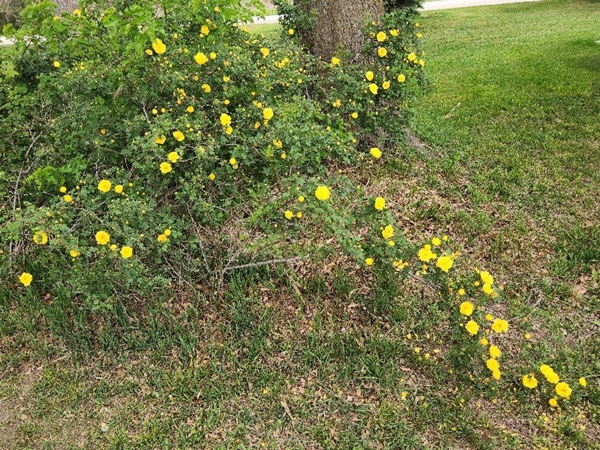 Roses 600