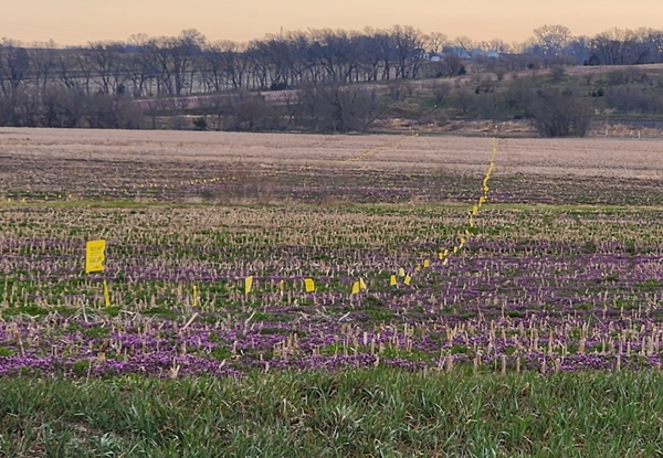 Tall Grass pipeline flags 600