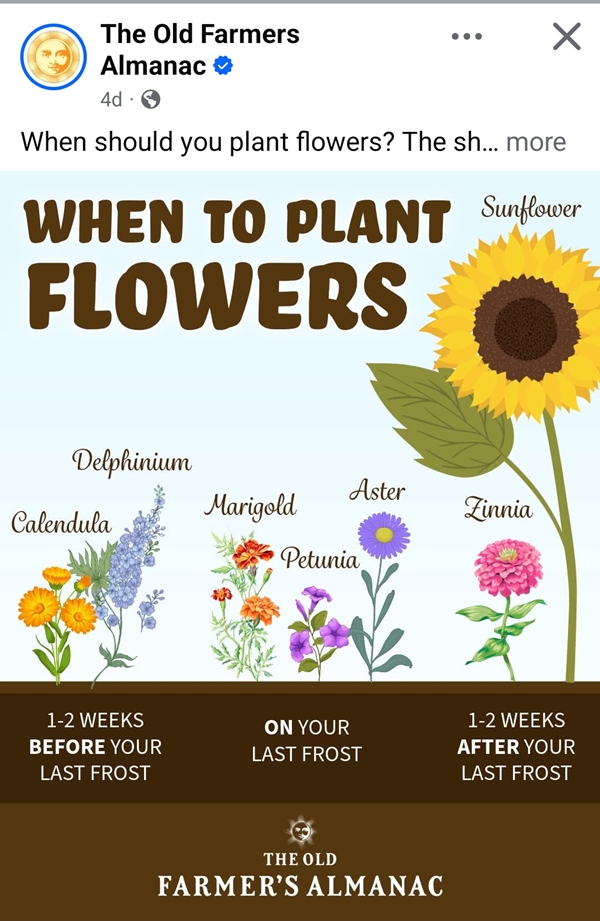 When to plant flowers 600