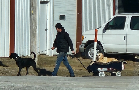 Mason walking dogs 450