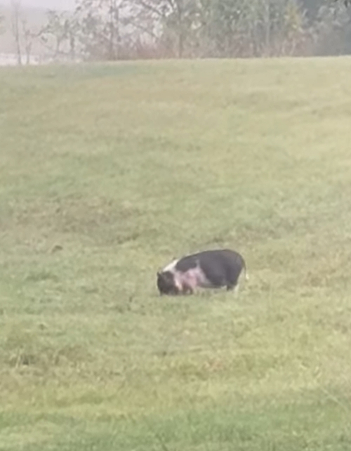 PIG 500