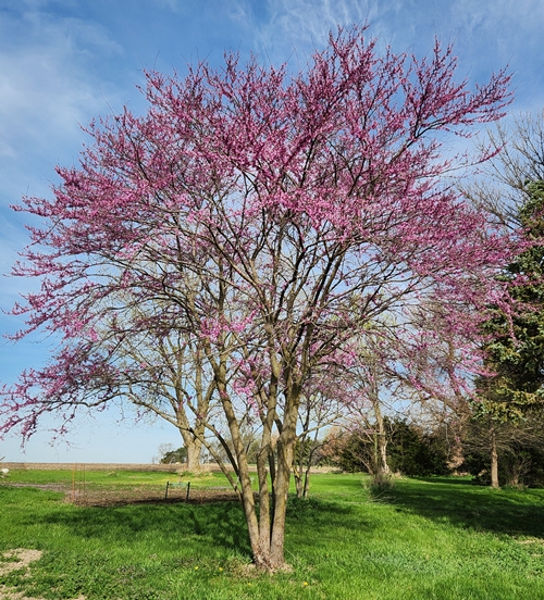 Red Bud Tree 500
