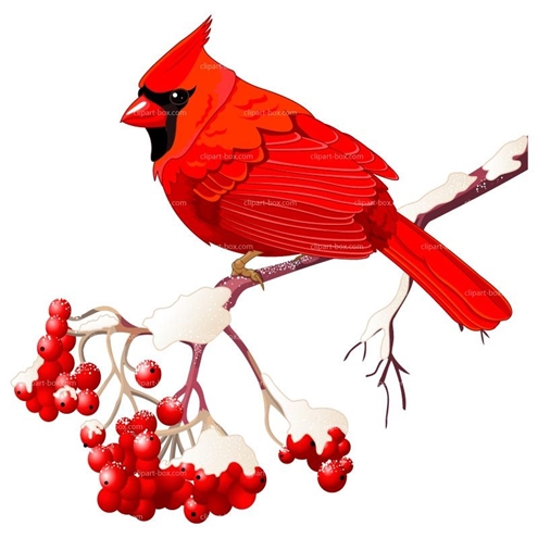 Cardinal in winter 495