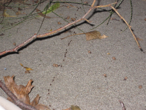 Ants