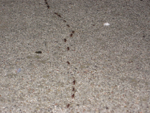 Ants2