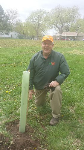 Bob Brandt_tulip_tree_resized