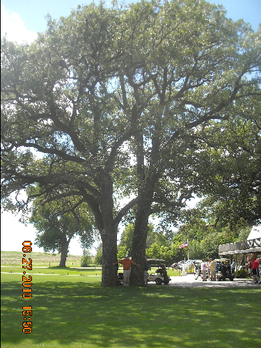 Bob__his_tree_friend