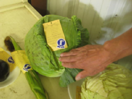 Cabbage 2