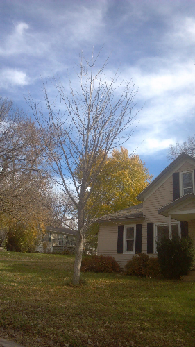 Gingko resized