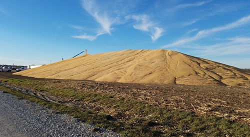 Grain on_the_ground_Palmyra_crop_500