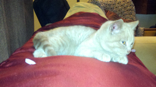 KITTEN RESIZED