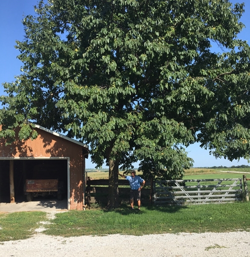 Largest persimmon tree 500