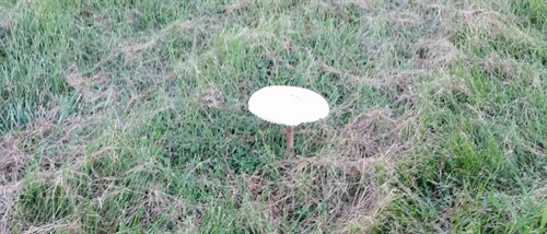 Mushroom 2015_500