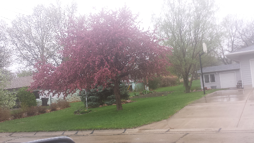 Prairie Fire_Crab_2_resized