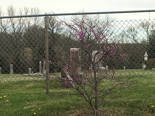 Red bud_tree_500