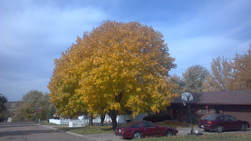 Sugar maple_resized