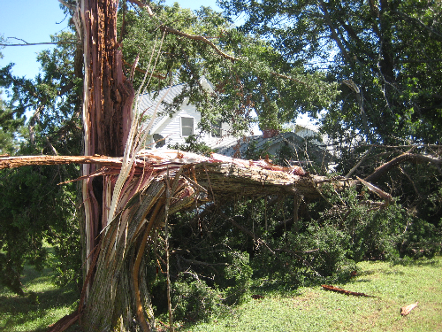 Tree_damage_Bob_Wilhelm_2