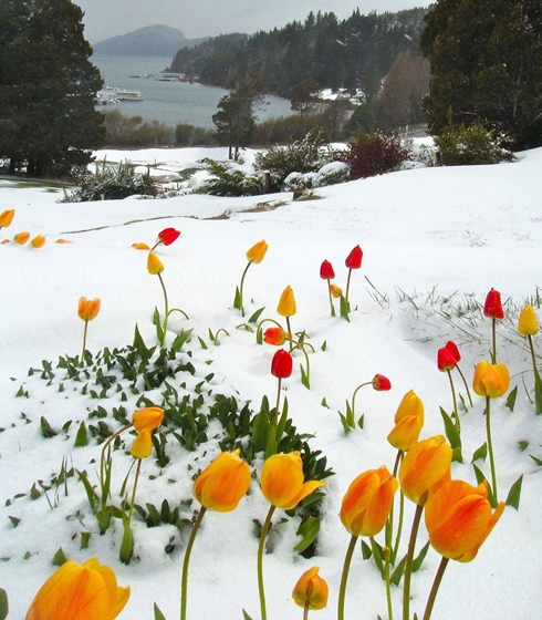 Tulips in the snow 490