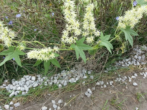 Vine Yellow_Flowers_500