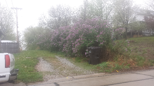 Wardyns lilacs_resized