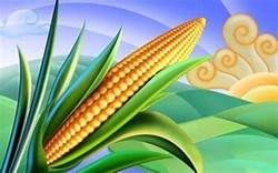 corn ear_250