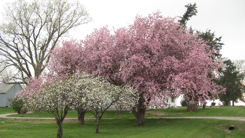 flowering crab_and_cherry