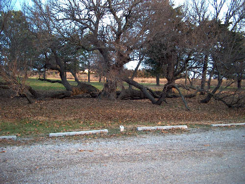 mulberry_tree_at_park