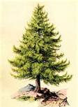 pine tree